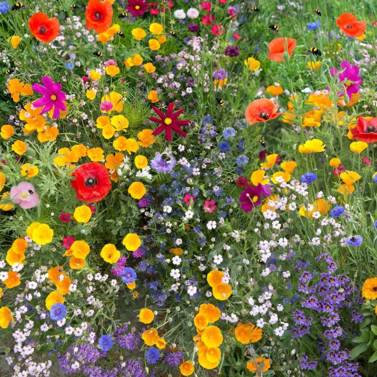 Frame filled with colourful wildflowers