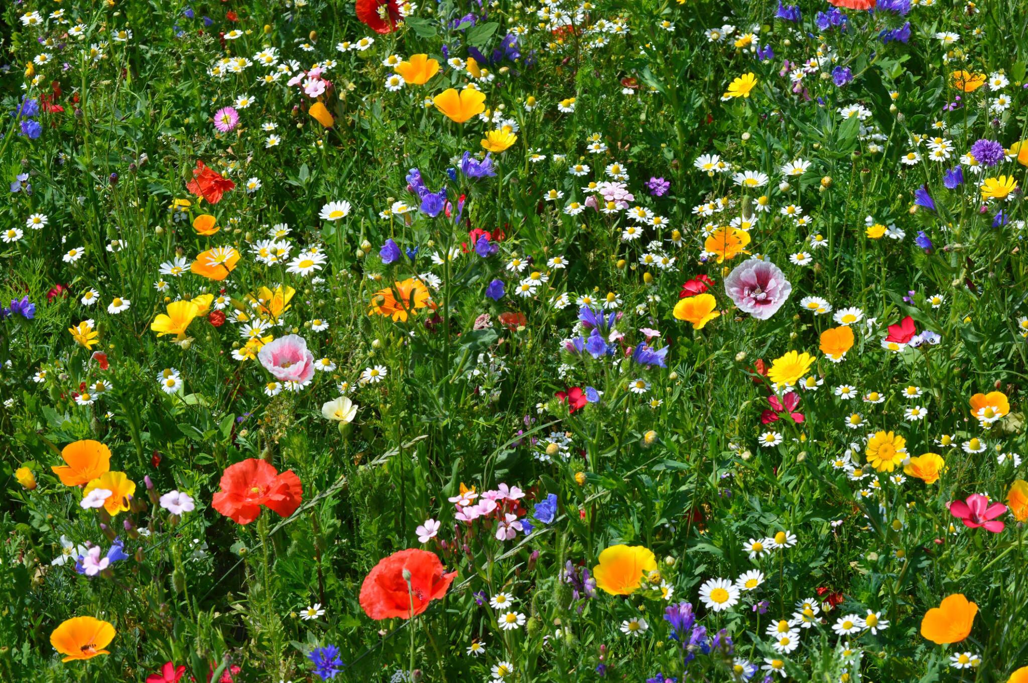 Frame Filled with colourful wildflowers