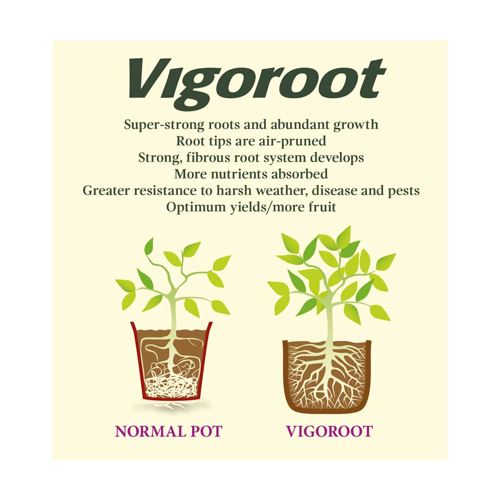 Diagram of how Vigoroo fabric works showing a cross section of a Vigoroot air pruning pot and a normal plastic
