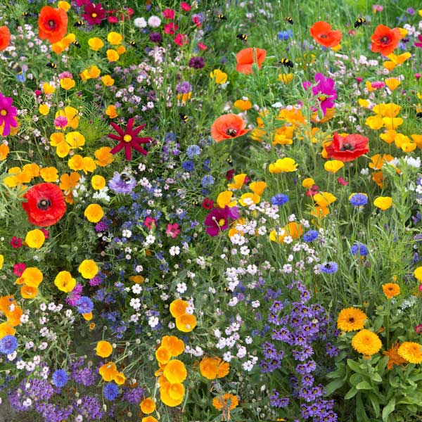 Frame filled with wildflowers