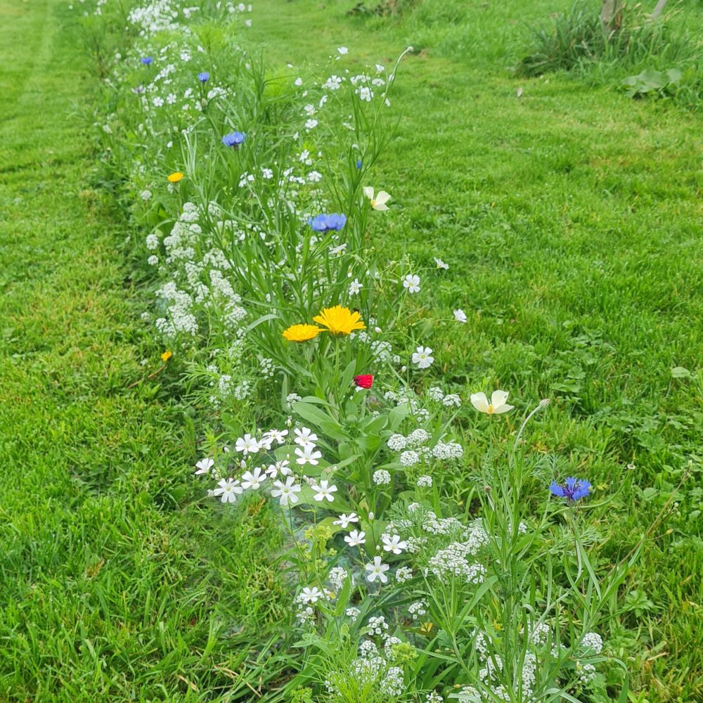 Wildflower border trial strip with lawn either side