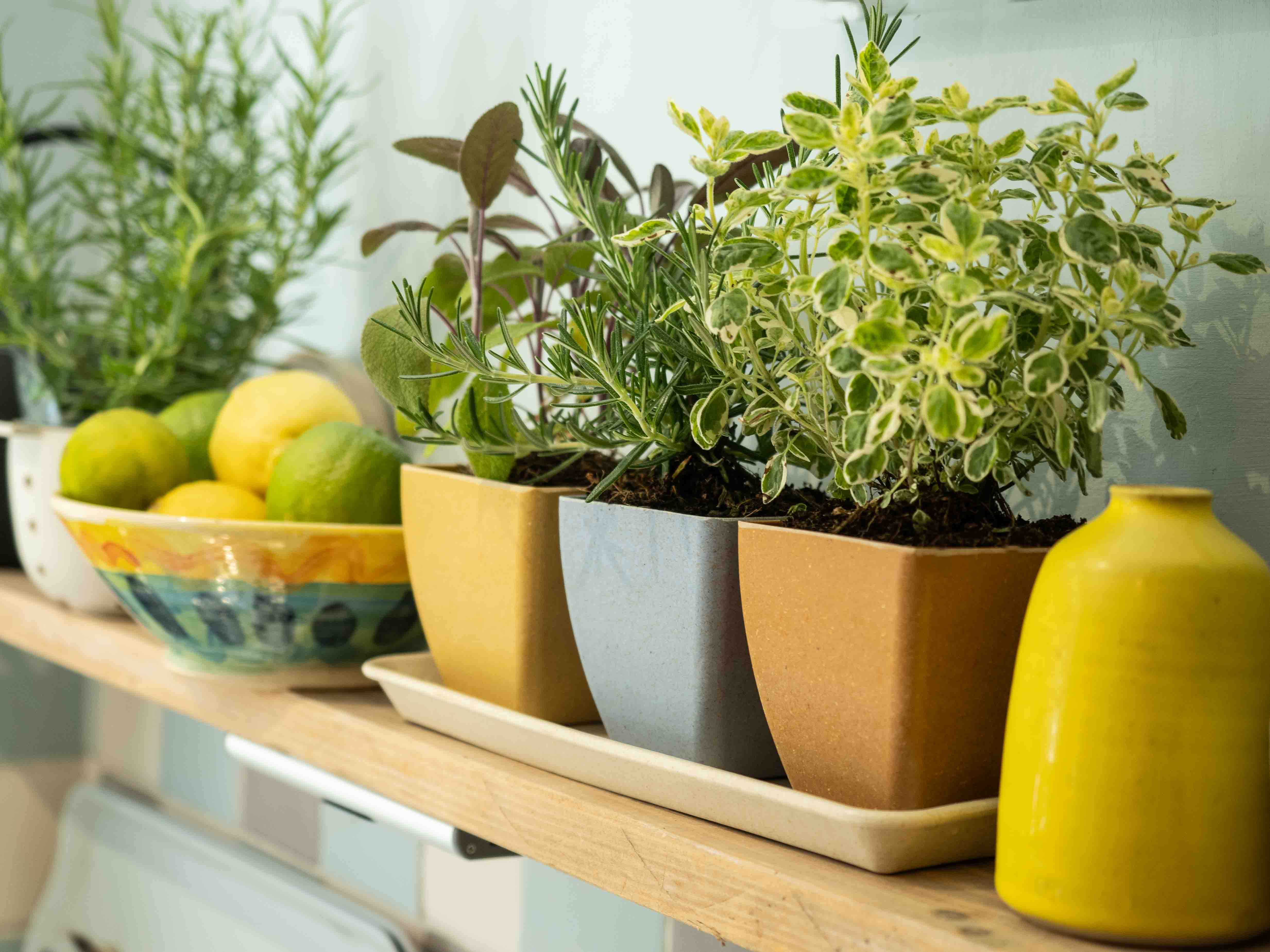Haxnicks Windowsill set on a kitchen shelf with herbs in them and next to a bowl of lemons and limes