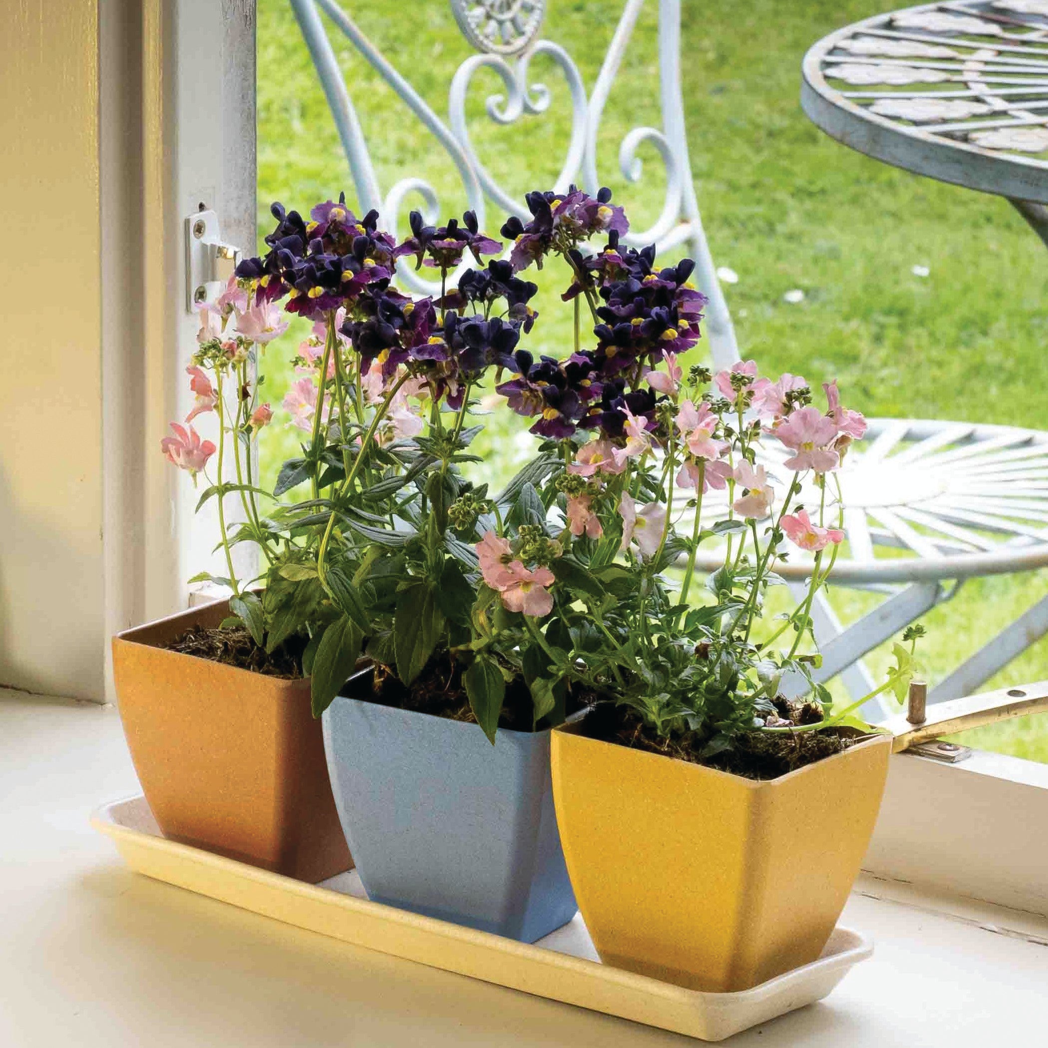 Haxnicks Windowsill set with flowers in them on a window sill with a view of the garden
