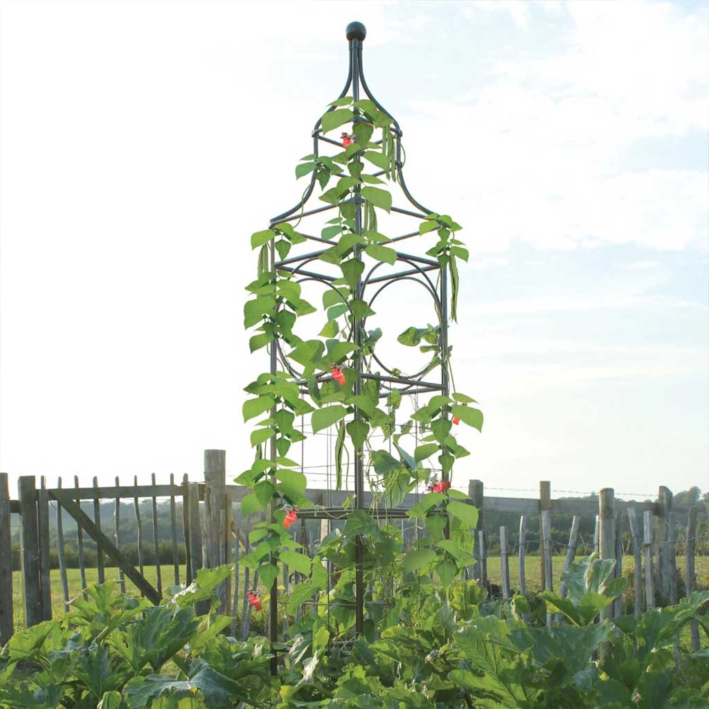 Big Ben Plant plant support frame with runner beans climbing up it