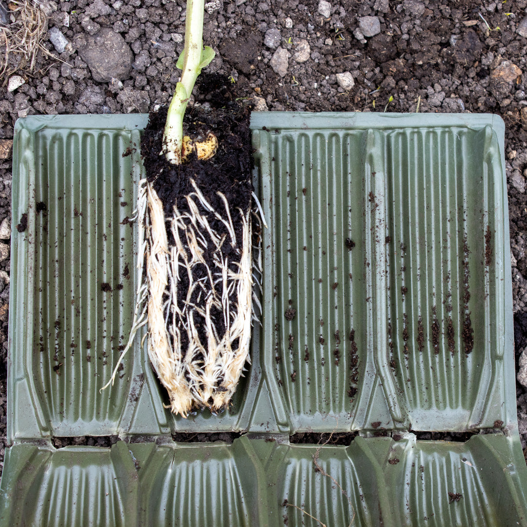 Deep Rootrainer planting cell book open with one plant showing roots developed within the modular compartments, placed on soil.