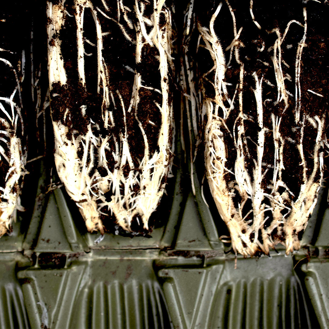 Deep Rootrainer with close up of plants showing roots developed within the modular compartments.