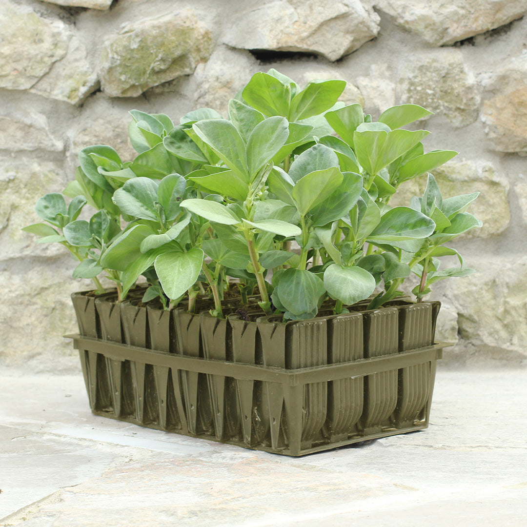 A deep Root trainer filled with soil and plants, set against a stone wall background.