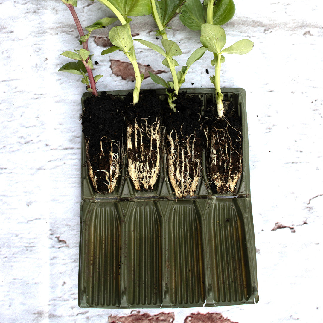 Open Deep Rootrainer planting cells containing bean plants and showing well developed root systems on a white background