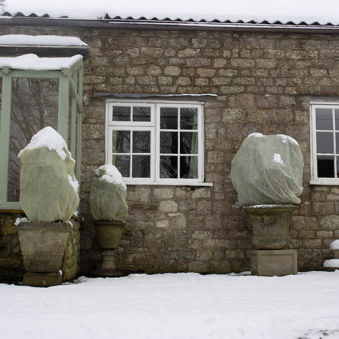 Easy fleece jackets use on three plants next to a house with windows in a snowy weather