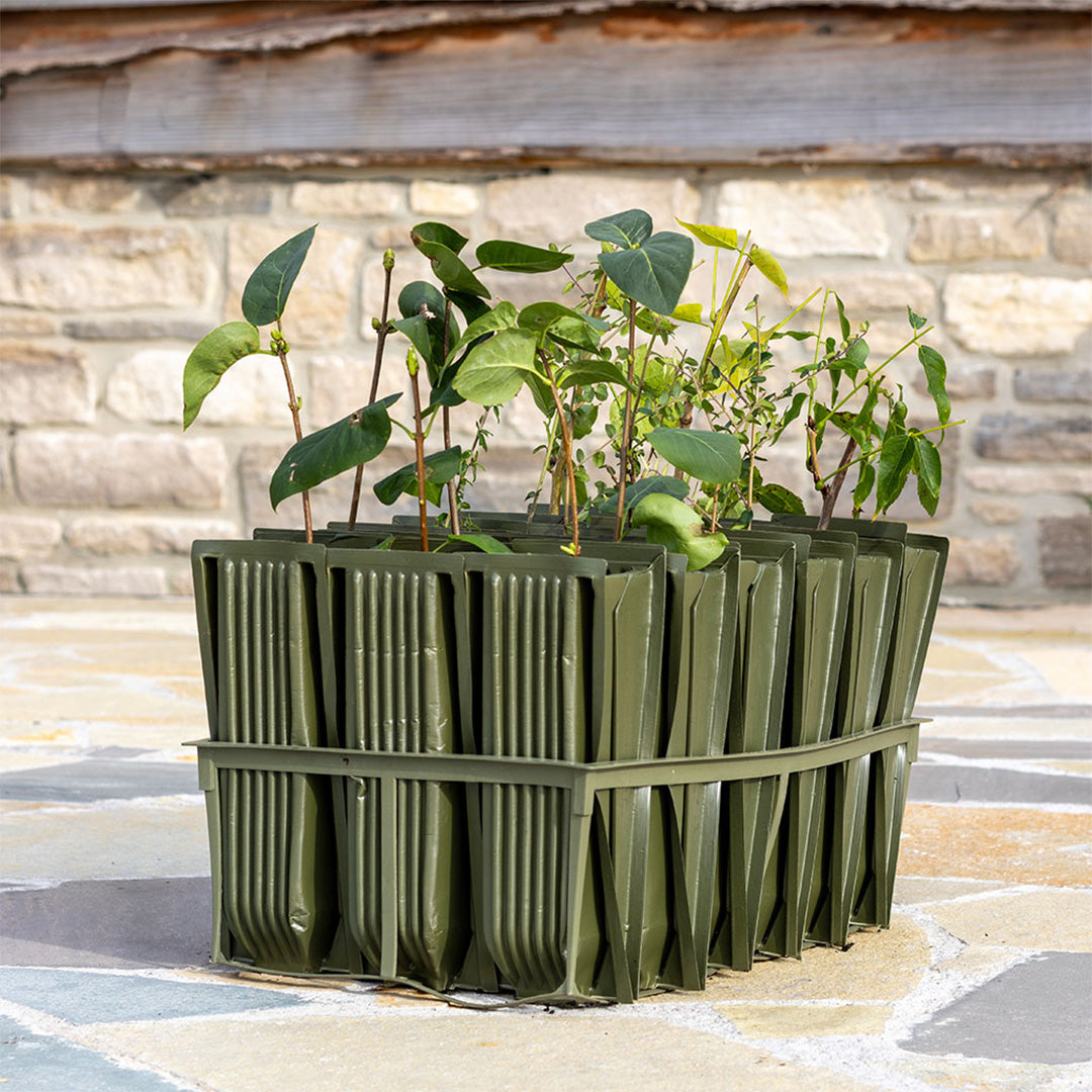 jumbo rootrainers with plant cuttings in them in front of a stone wall