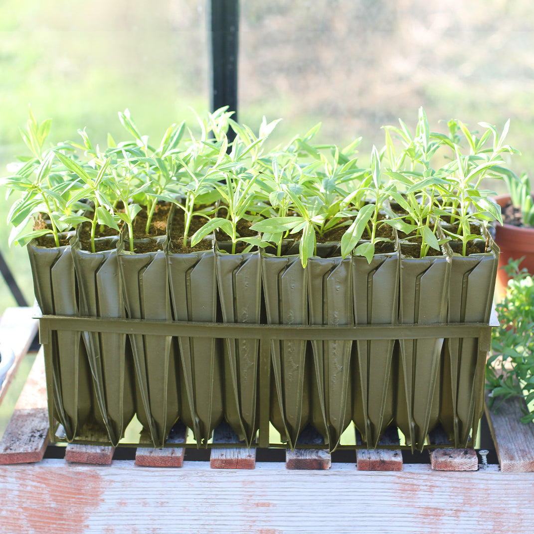 A Maxi Rootrainer planting cell filled with soil and young plants, placed on a greengouse bench