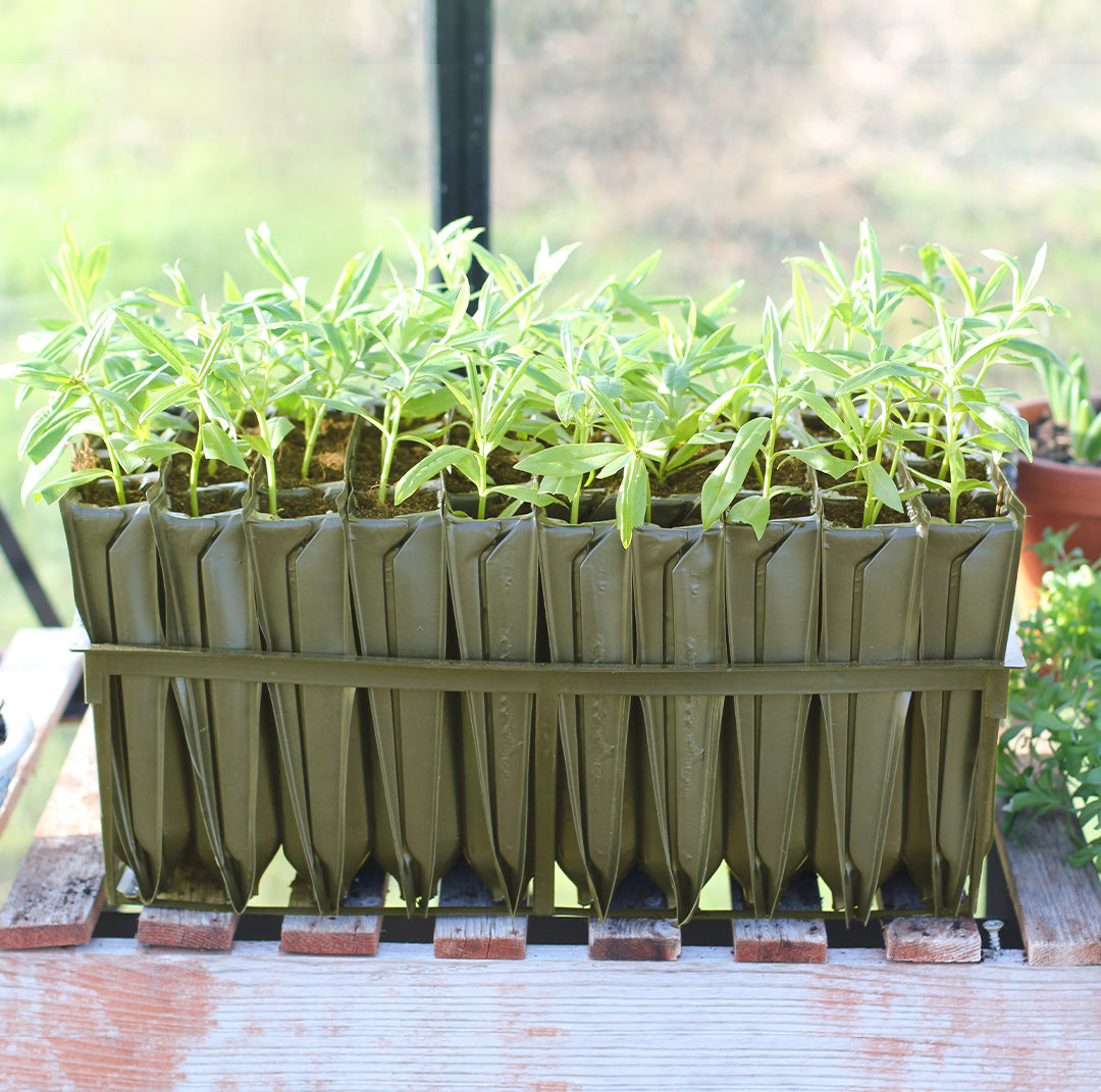 A Maxi Rootrainer planting cell filled with soil and young plants, placed on a greengouse bench
