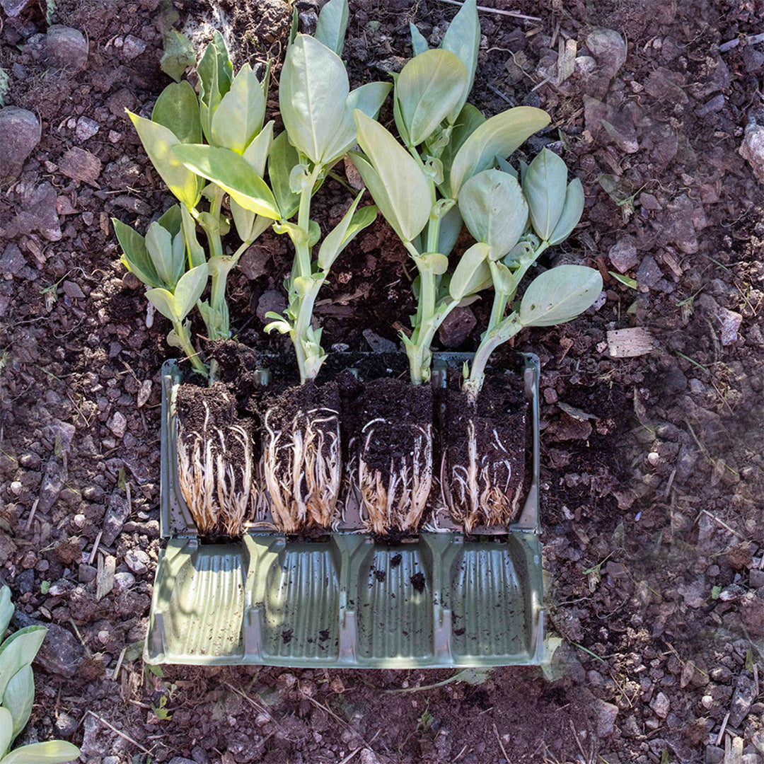 Plants growing in green rootrainer books showing developed root system placed on soil.