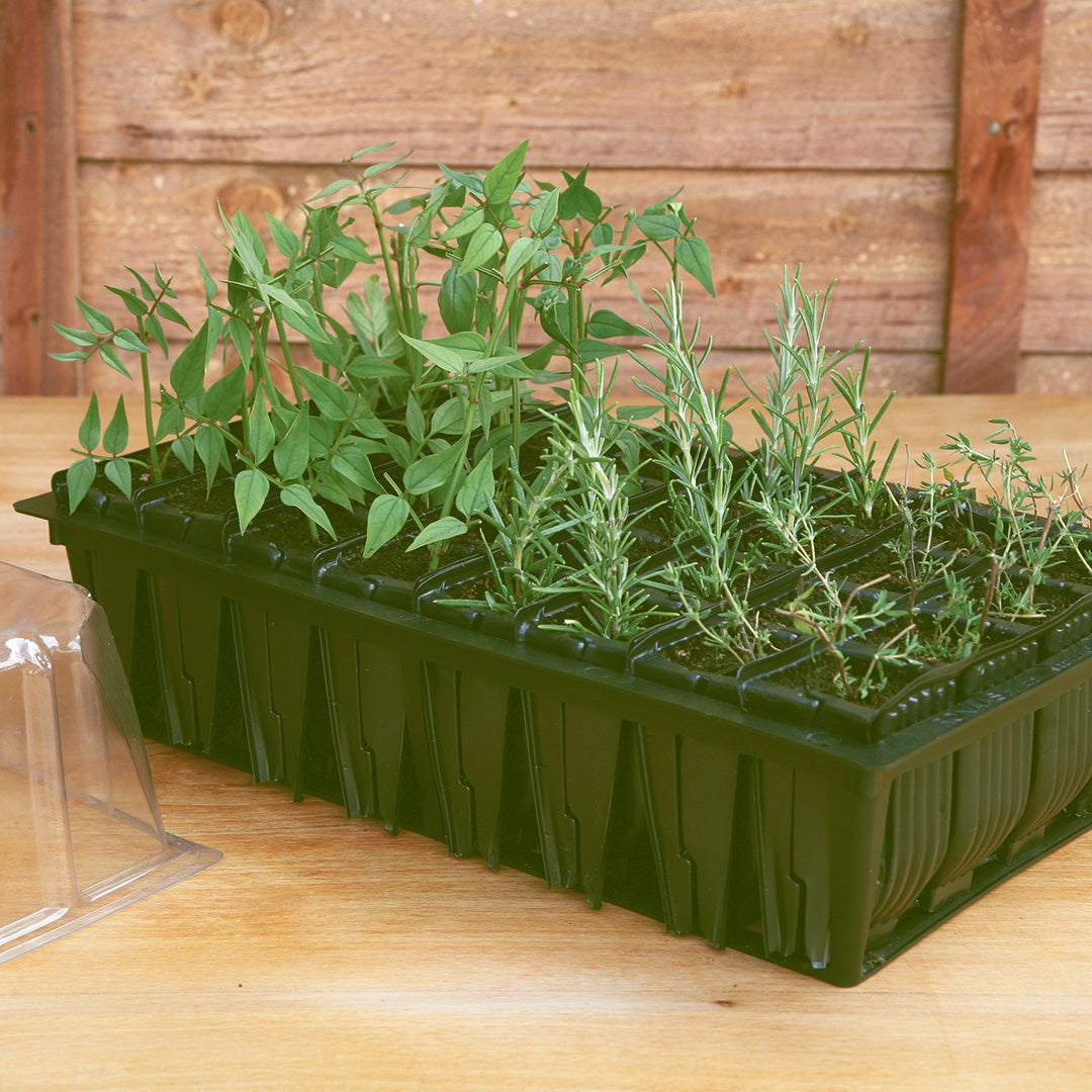 A dark green Rapid Rootrainer propagation tray, containing young plants, placed on a wooden surface.