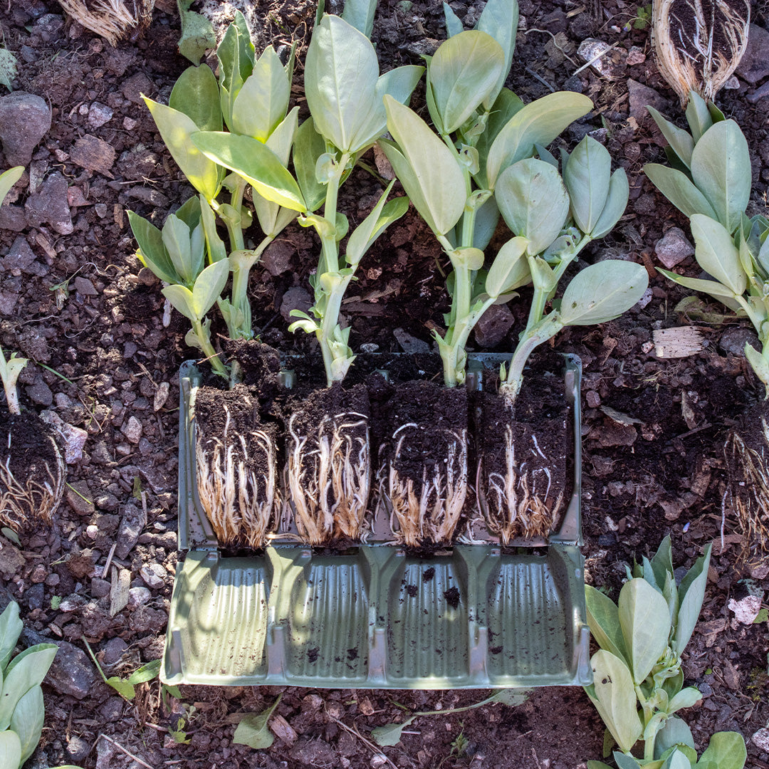 A Rapid Rootrainer with plants showing roots developed within the modular compartments, placed on soil.
