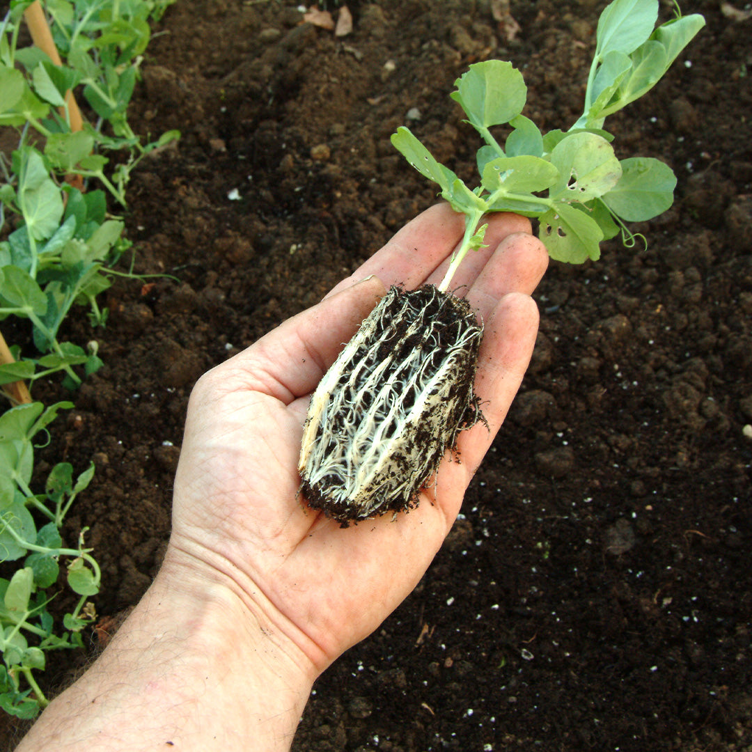 Ladies hand holding a pea seedling grown in Rootrainers showing well developed root system
