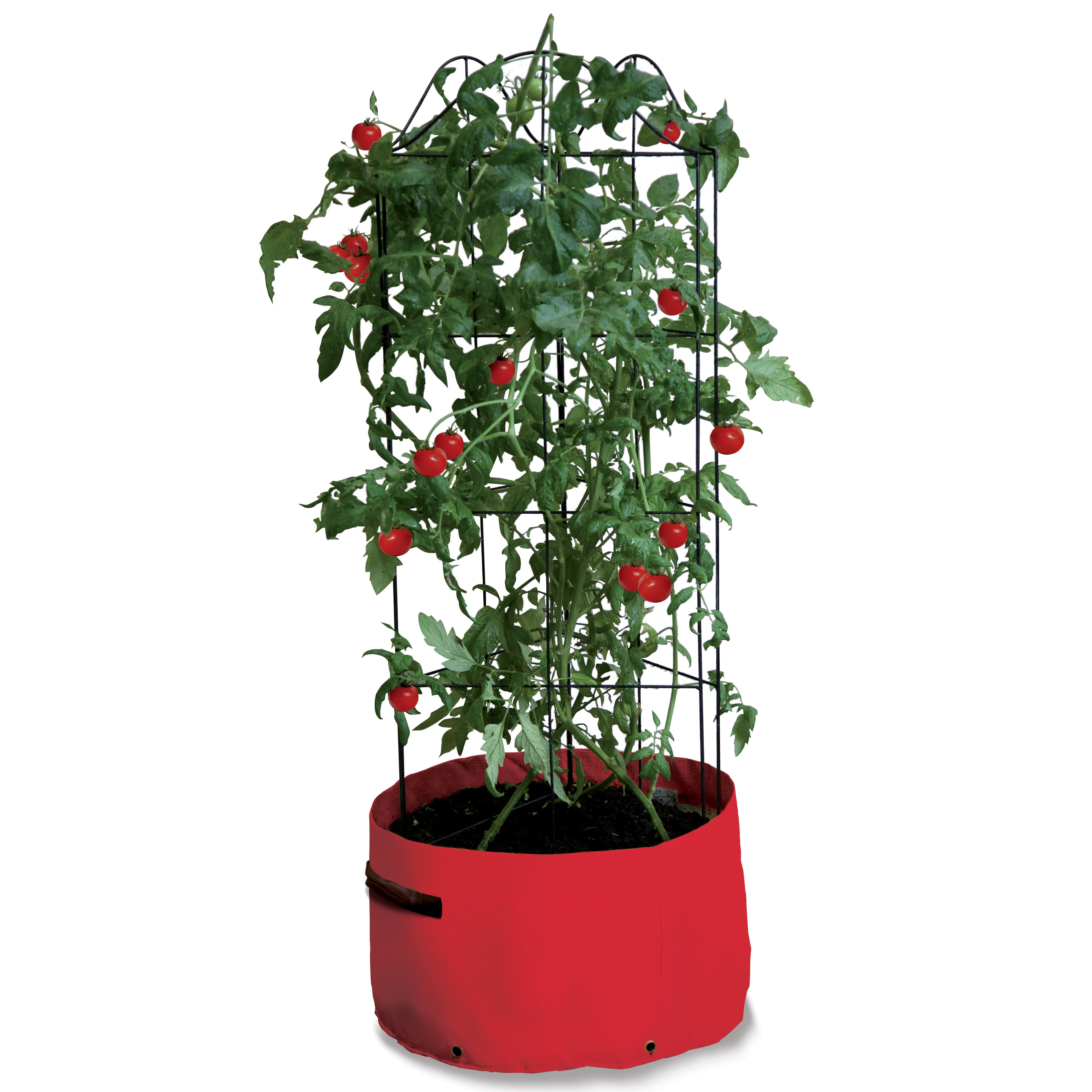 A red tomato patio planter bag with a pre-assembled climbing frame structure supporting a tomato plant, which has red tomatoes on it.