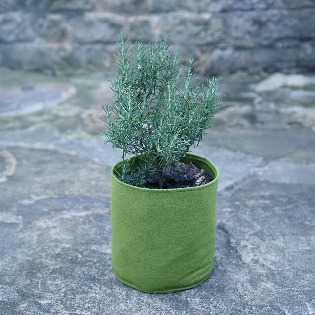 1 Vigoroot pot with green plants planted in it next to a brick wall