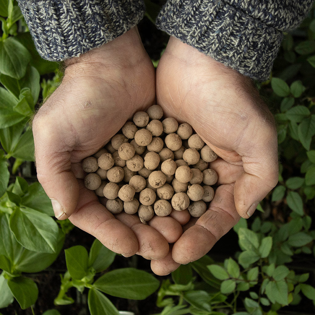 Wildflower Seedballs in cupped hands