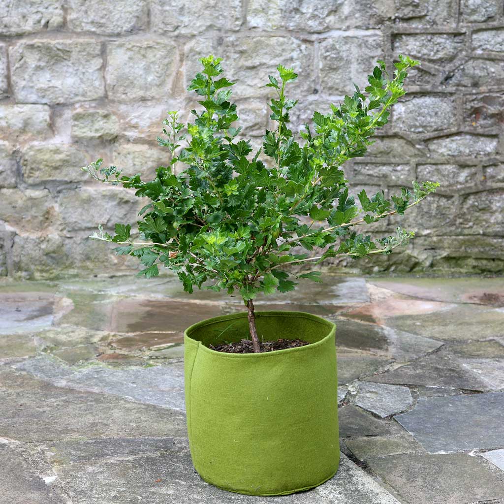 Vigoroot Pots (3 pack) - Haxnicks