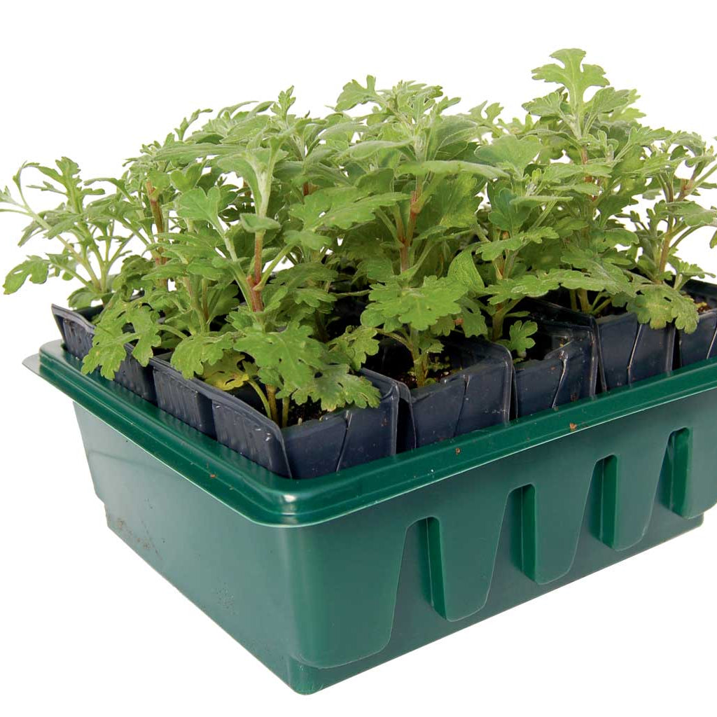 Haxnicks- Compact Rapid Rootrainer - root trainers with plants in studio