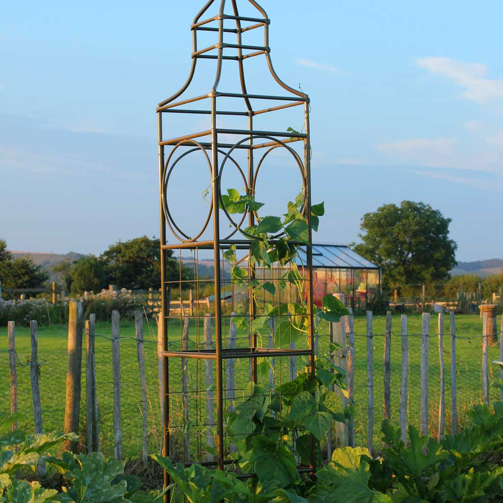 Haxnicks- Big Ben Bean Frame - in use with beans at sunset