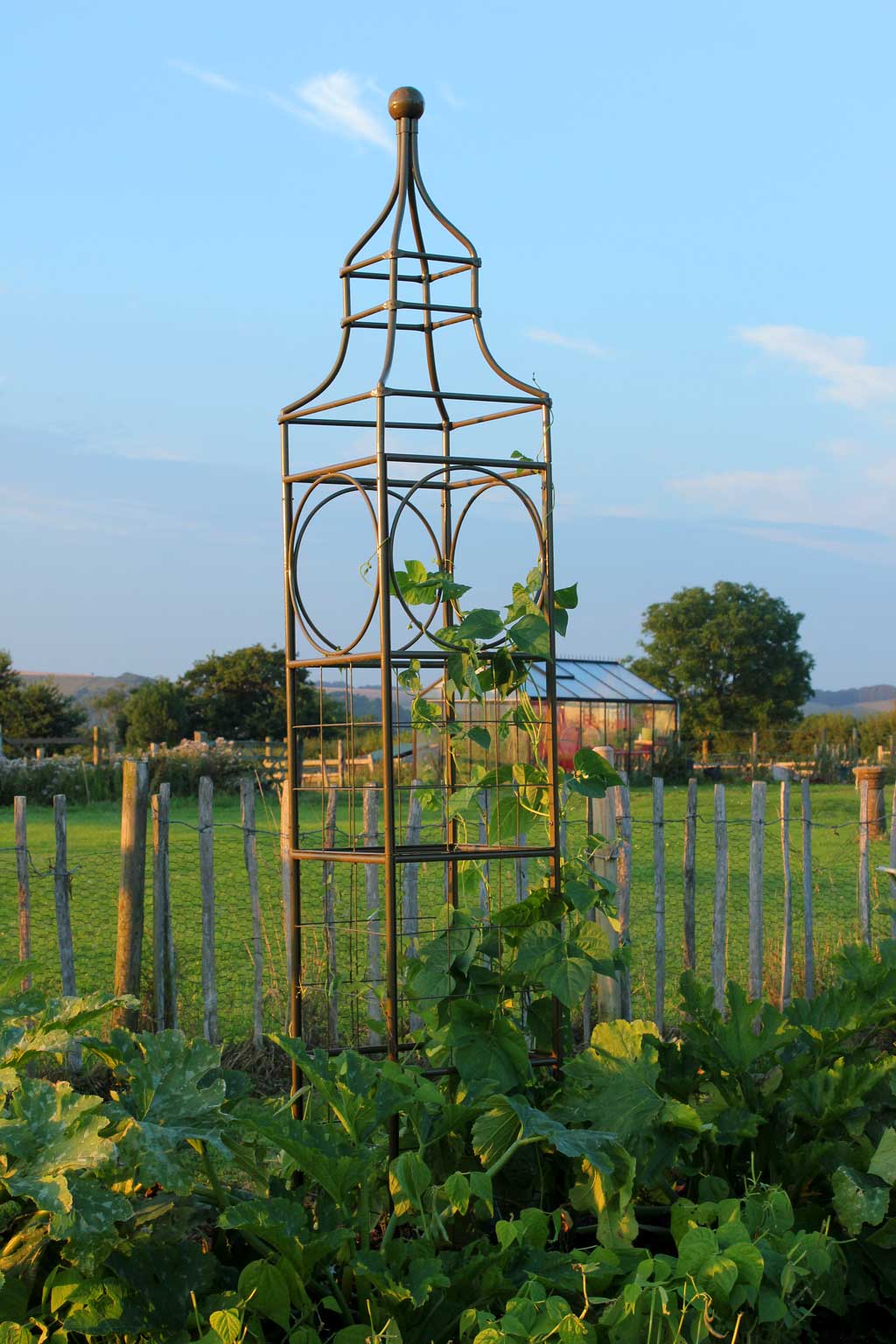 Haxnicks- Big Ben Bean Frame - in use with beans at sunset