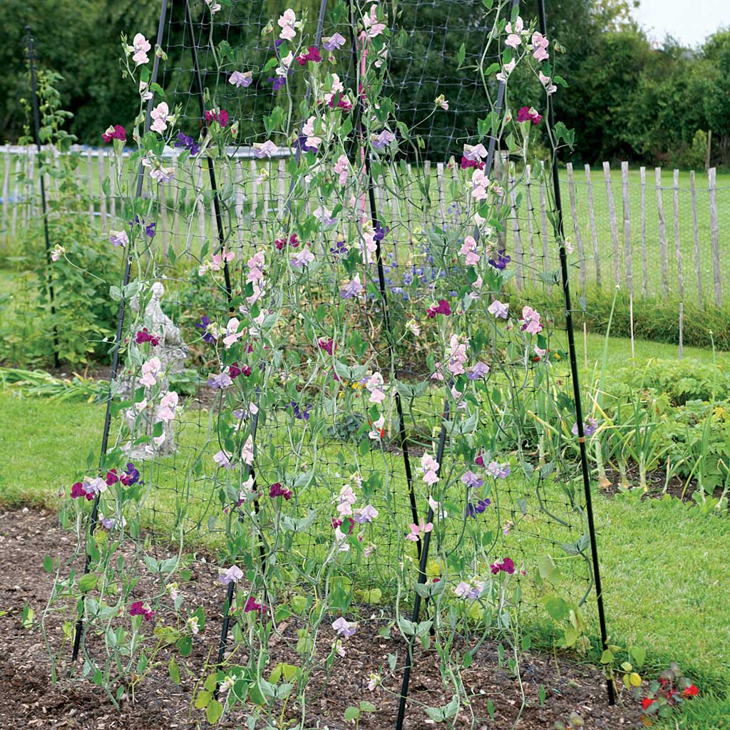 Steel Pea & Bean Frame - Haxnicks