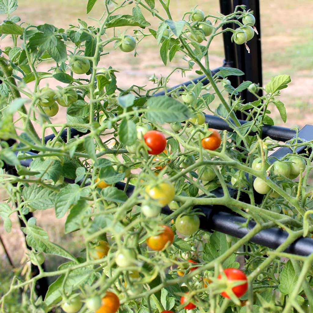 Tomato Crop-Booster - Haxnicks