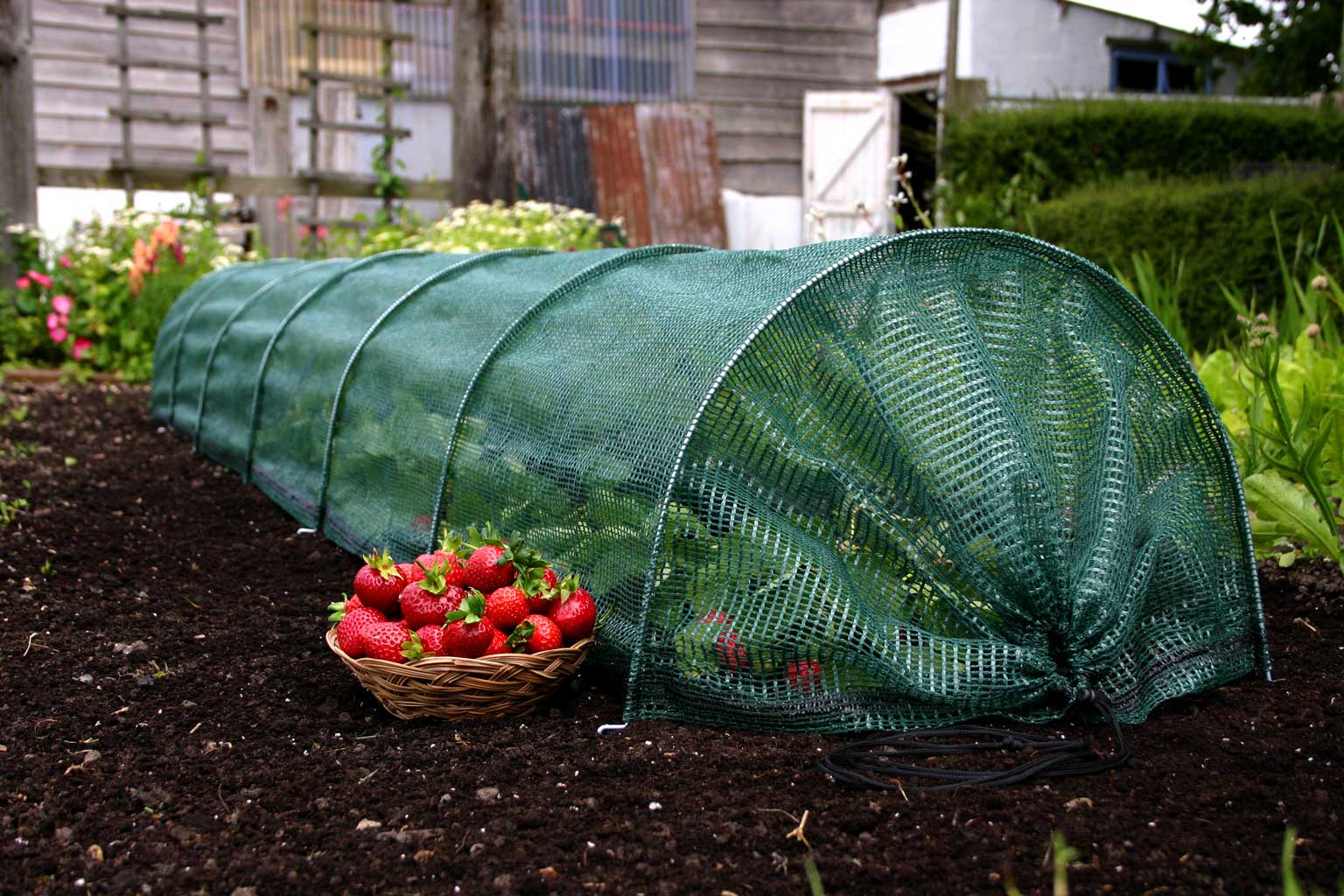 Haxnicks- Easy Net Tunnel - in use growing strawberries