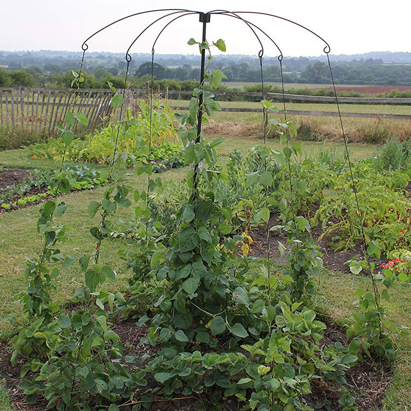 parasol plant support- in use