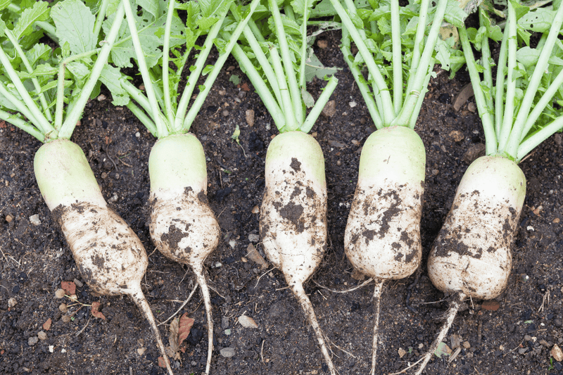 Vegetable Gardening: How to Grow Mooli or White radish
