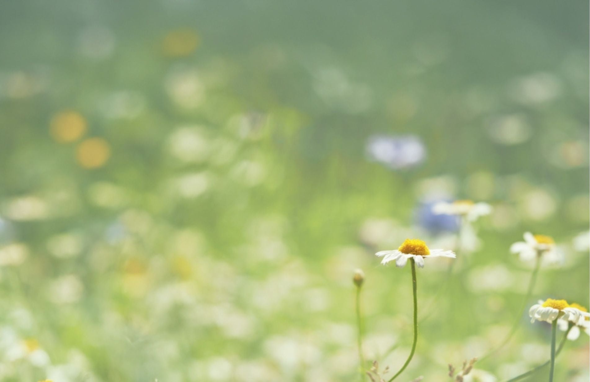 10 Tips for Sustainable Gardening