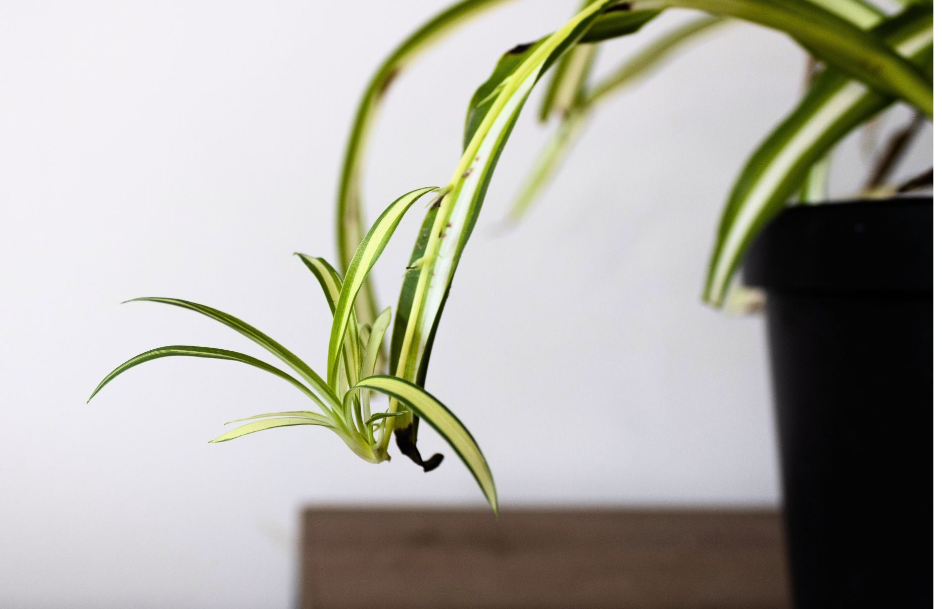 young spider plant still attaached to the main plant