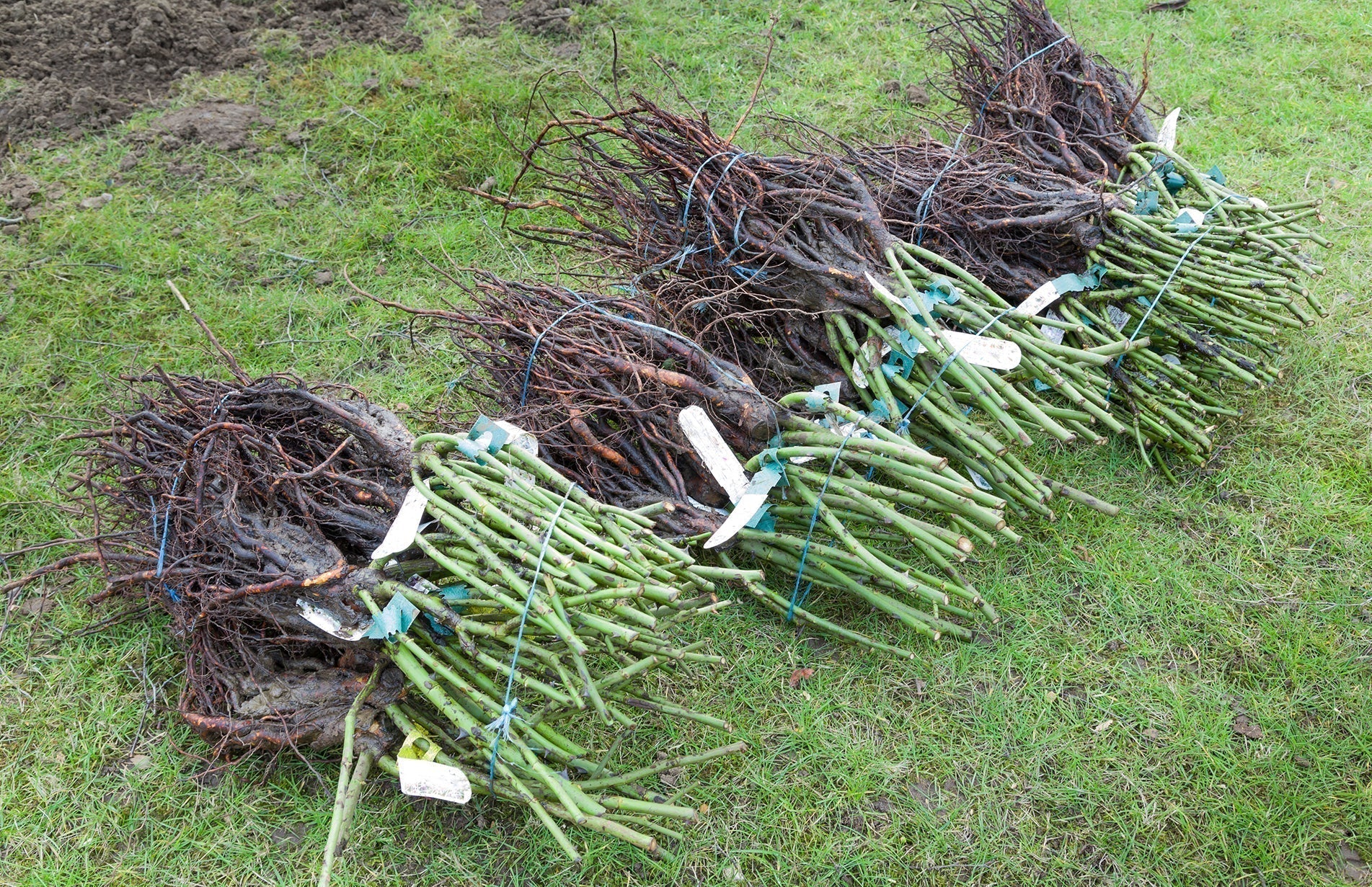 Bare root plants from CANVA