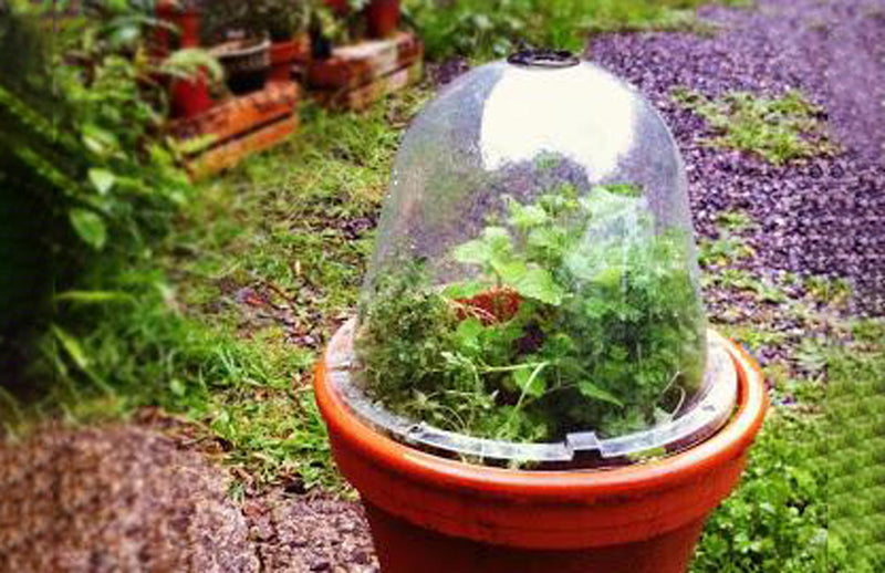 Haxnicks- 4 easy ways to grow during wet summer- Victorian Bell cloche