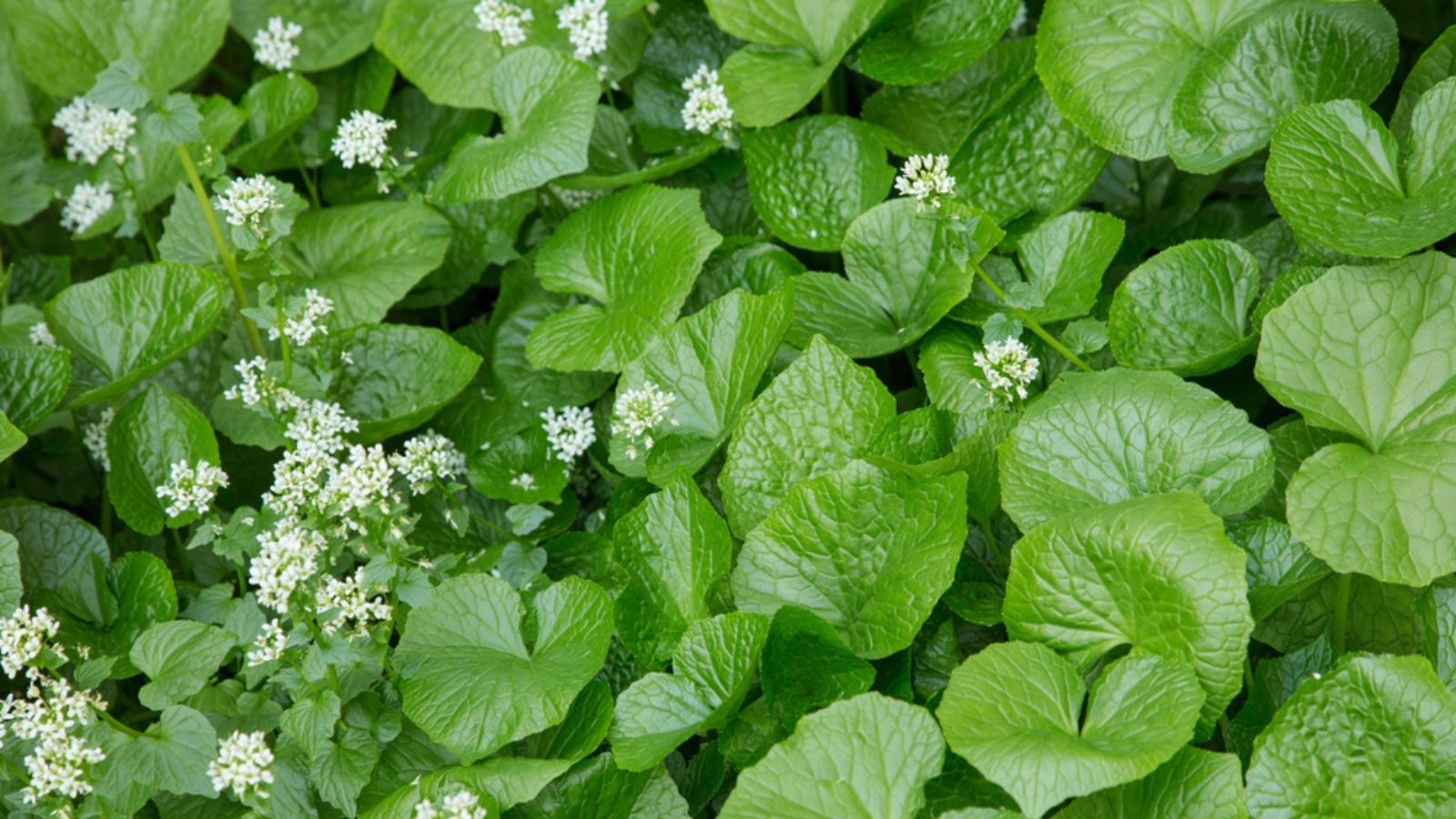 All you need to know to Grow Wasabi in the UK