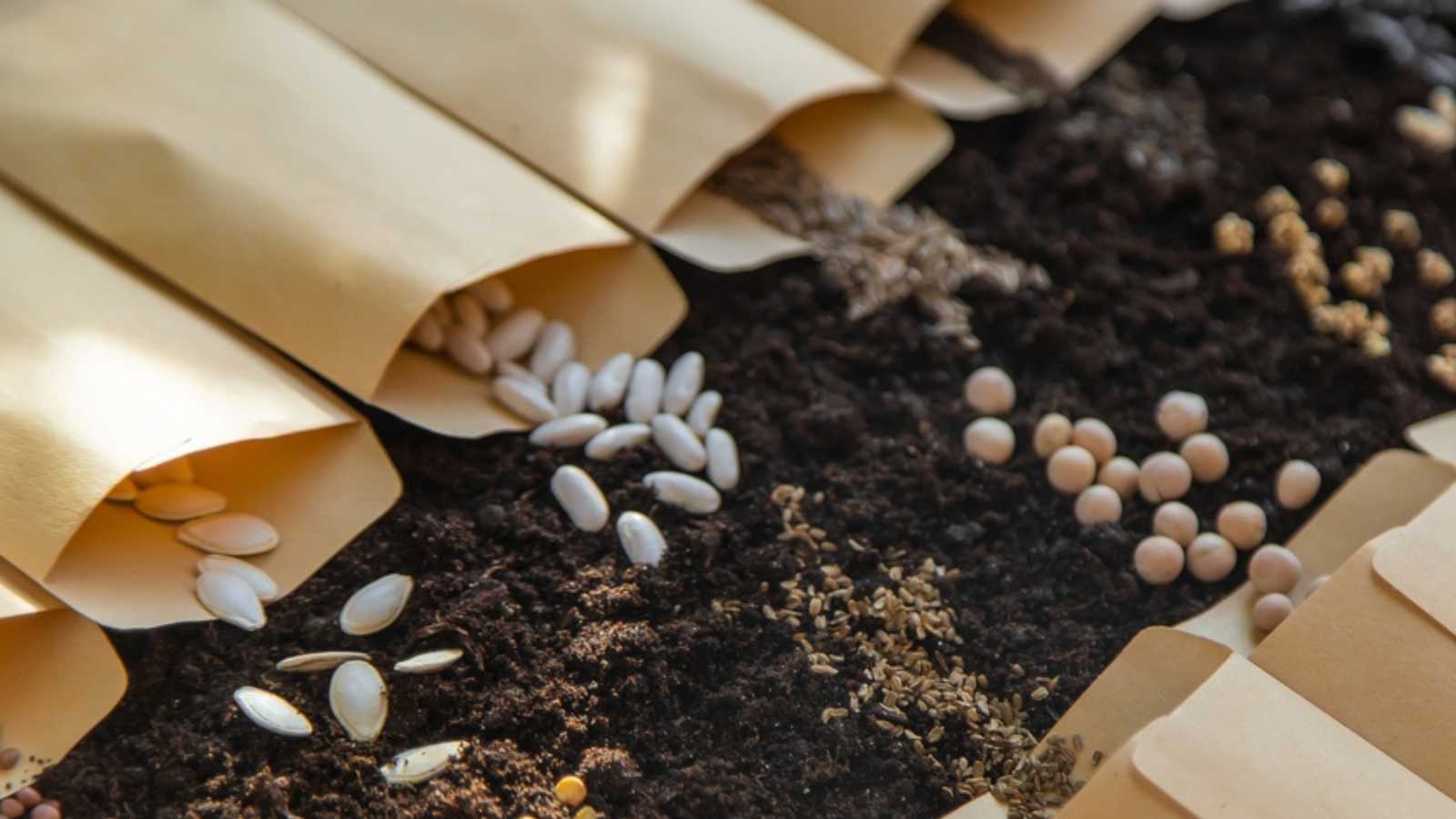 Seed packets laid out on the soil with seeds spilling out of them