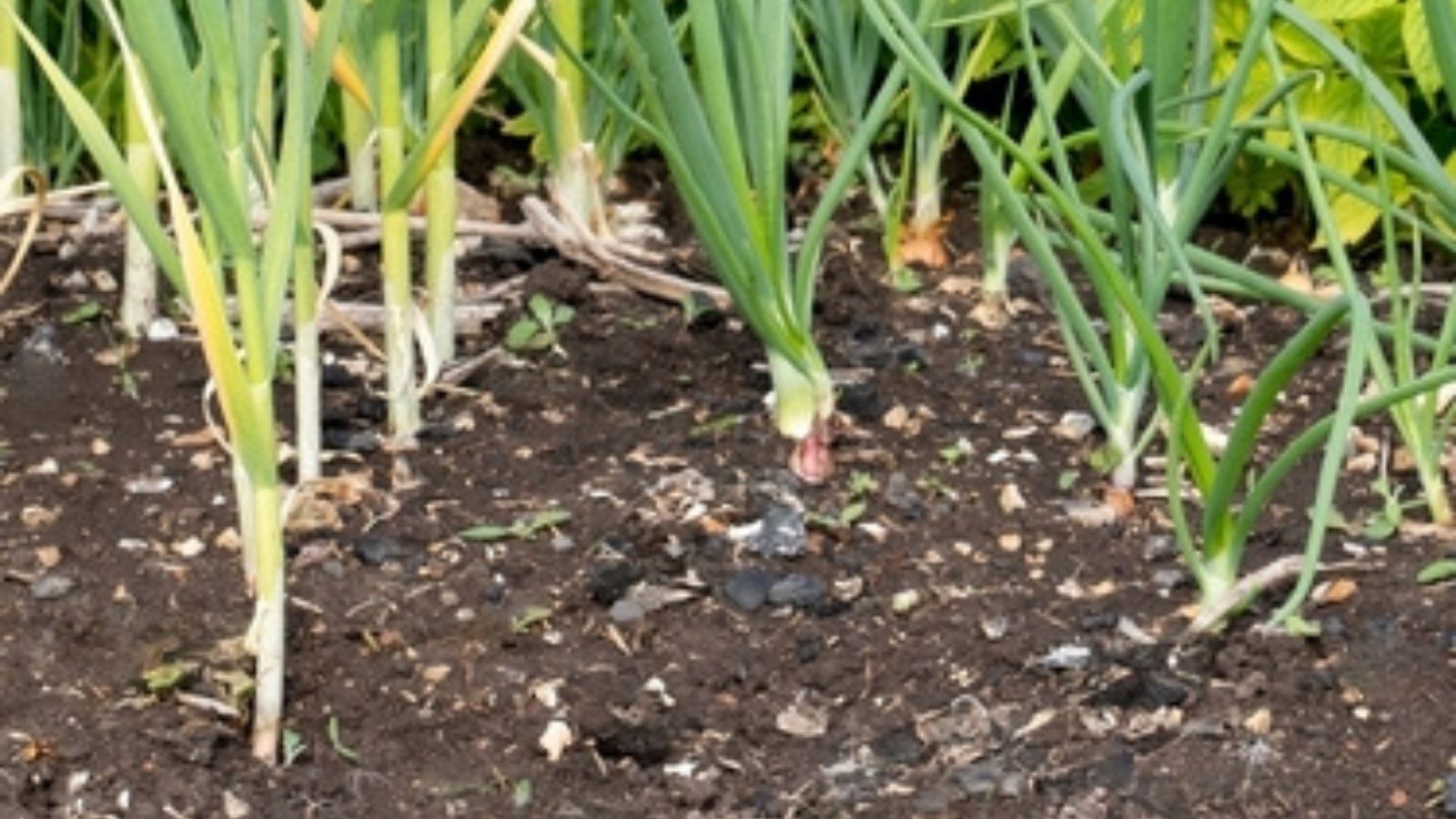 August Planting: Fruit and vegetables to grow in August