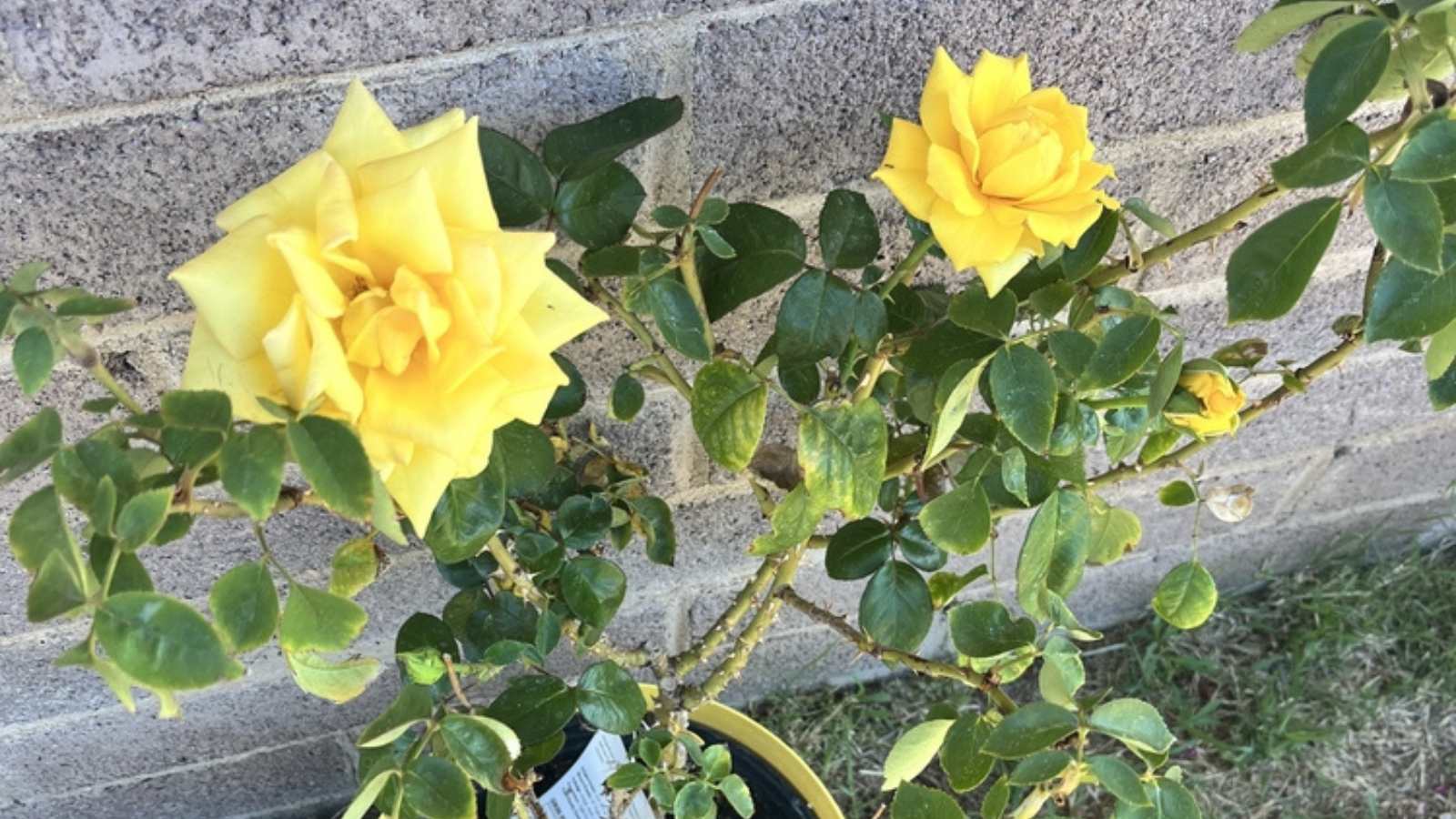 Pruning Roses: A Complete Guide for Beautiful Blooms