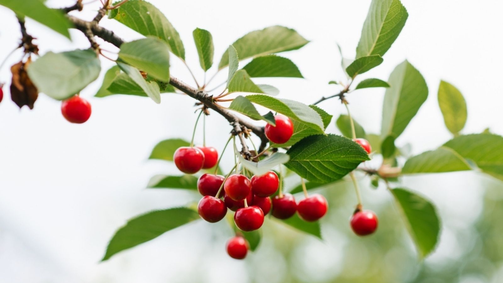 Beginners Guide to growing Cherry Trees