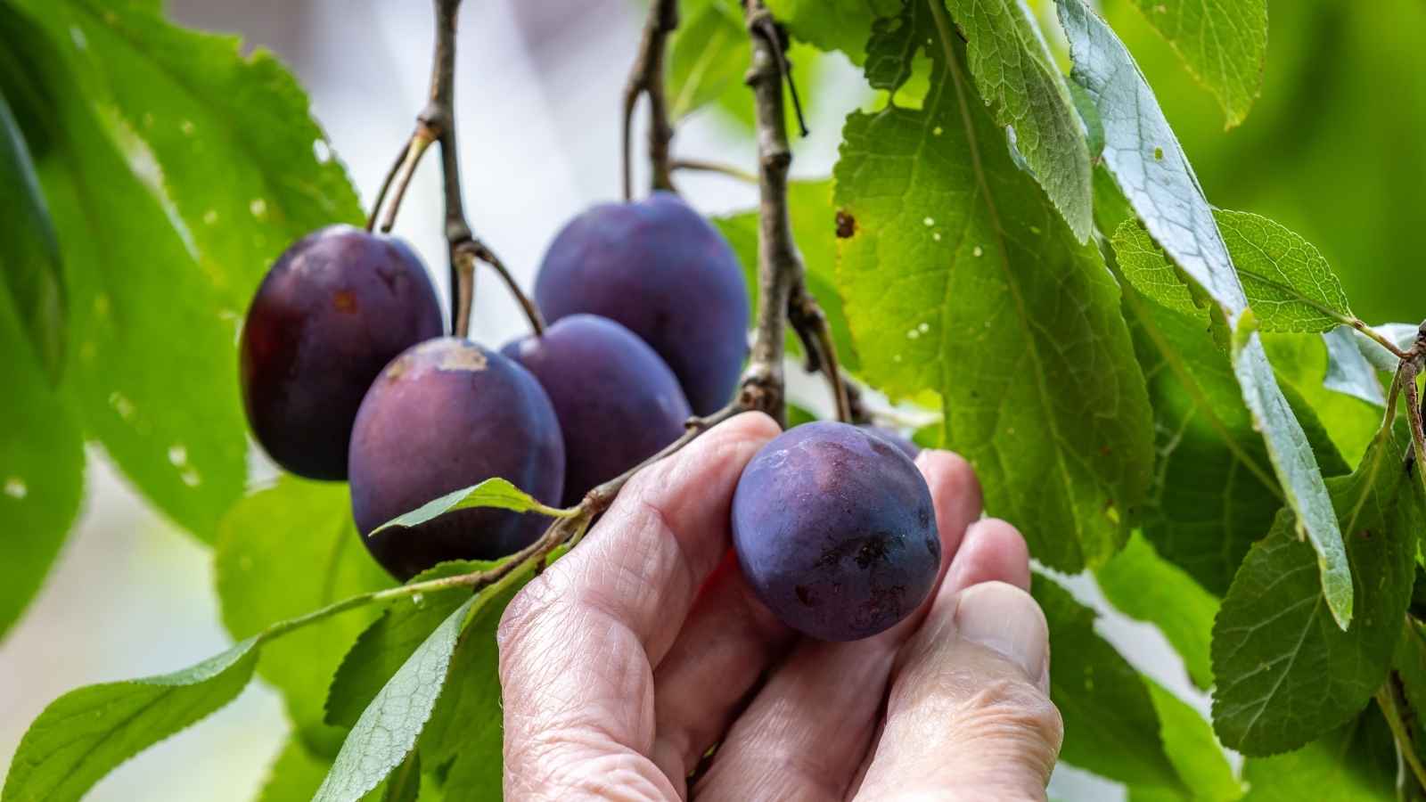 The Secret to Growing delicious Damsons Trees
