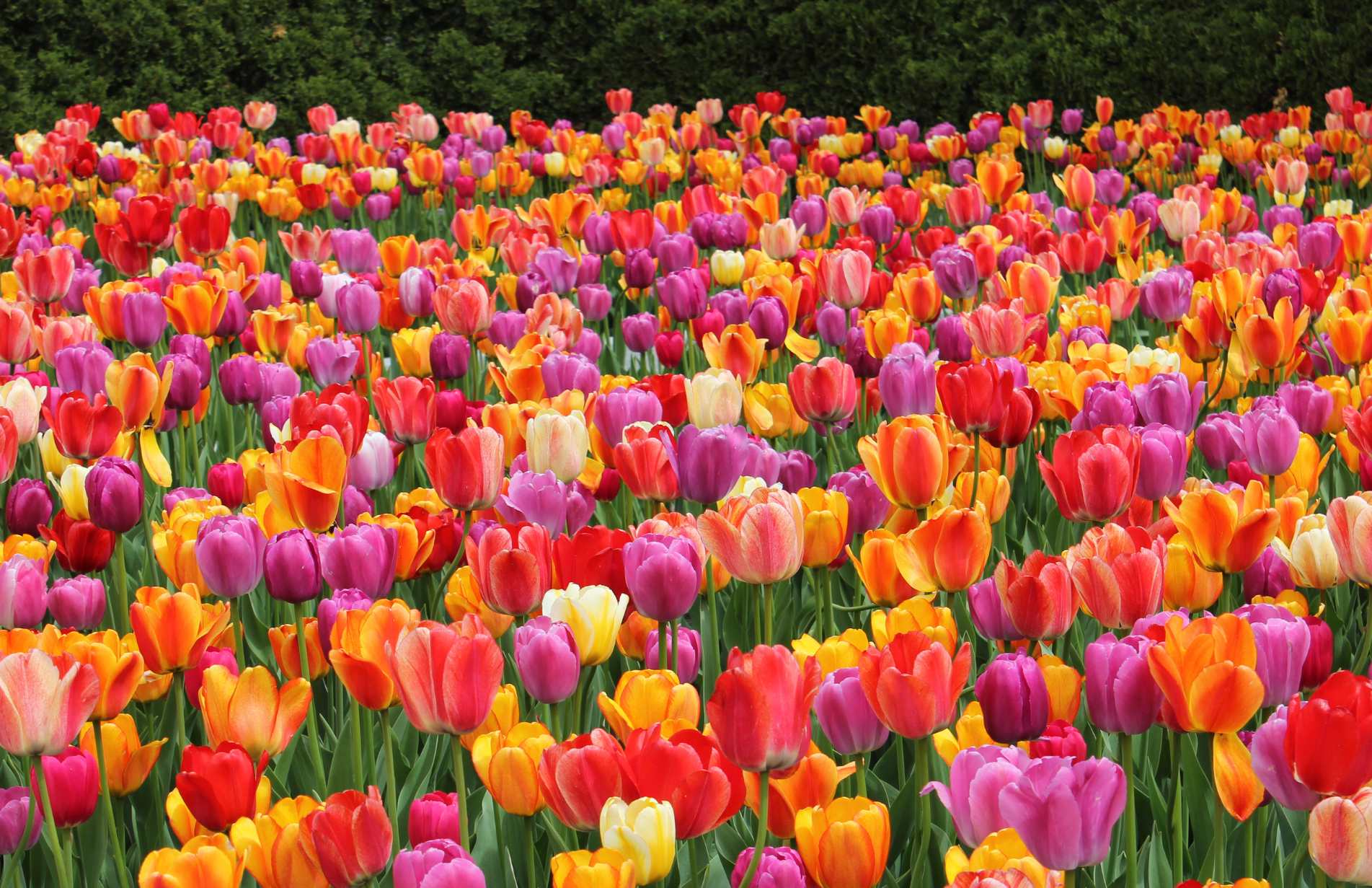Field full of brightly coloured tulips