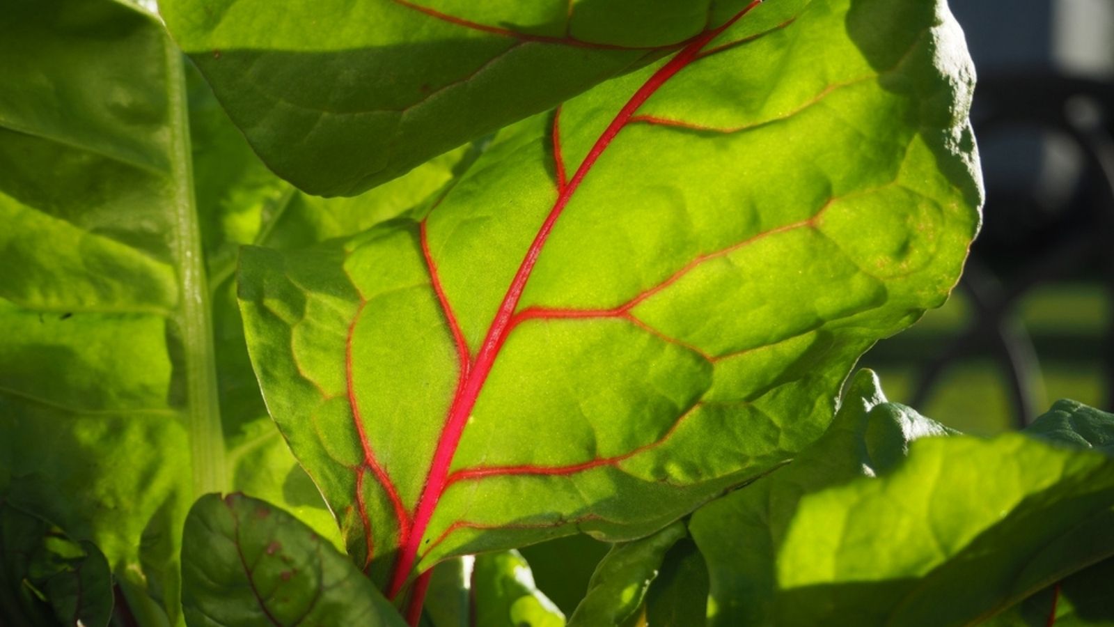 Growing Swiss Chard in the UK: A Gardener's Guide