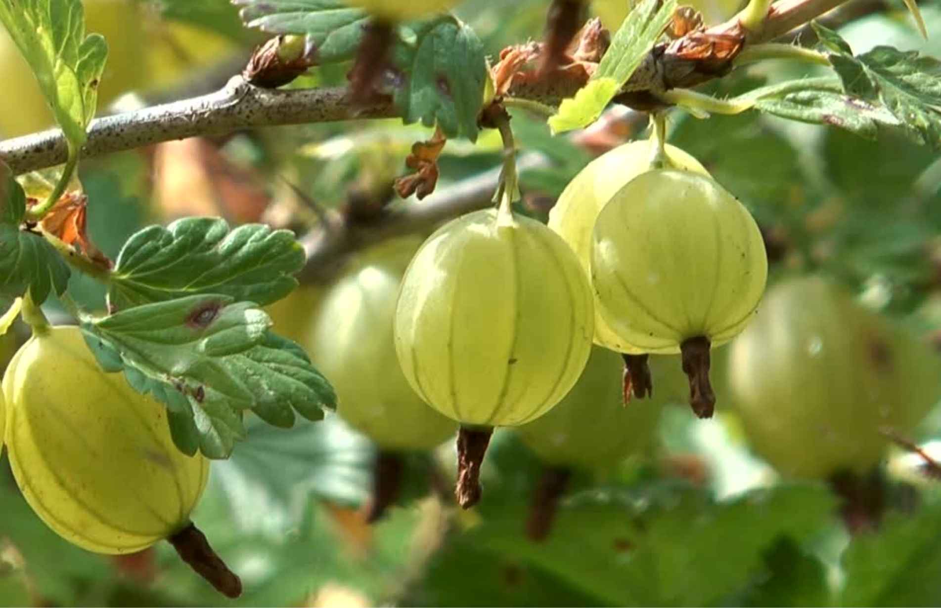 How to Grow Gooseberry Plants in the  UK