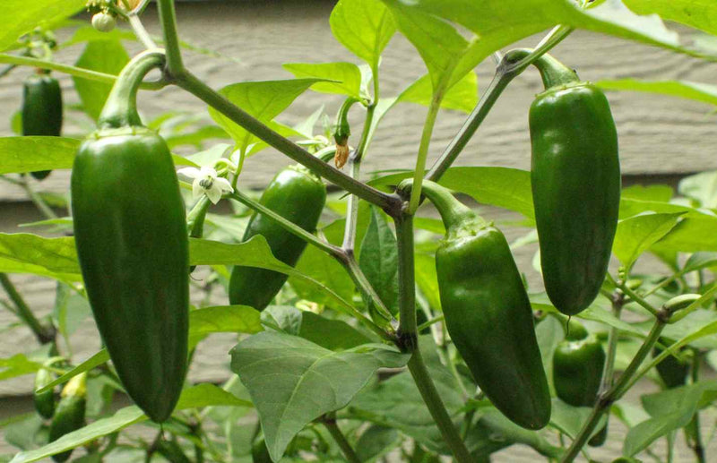 Growing Jalapenos in Pots: A Guide for UK Gardeners