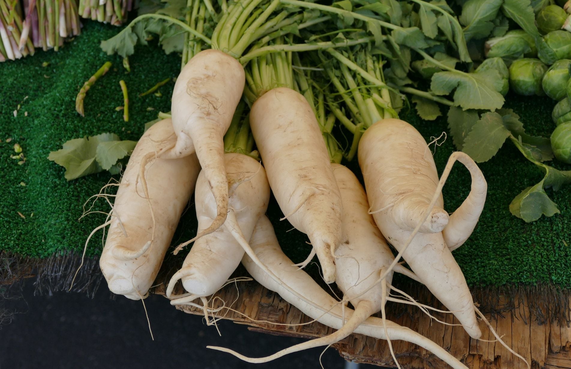 A bunch of washed parsnips newly harvested from the vegetable garden