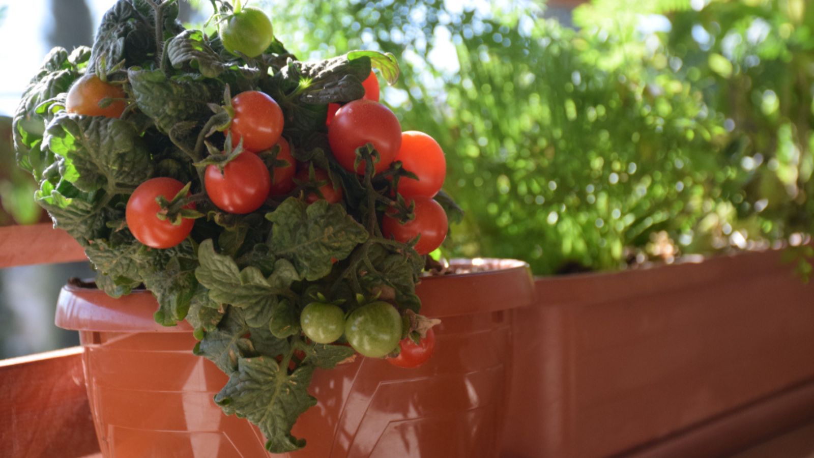 A Guide to Growing tomatoes in pots and planters