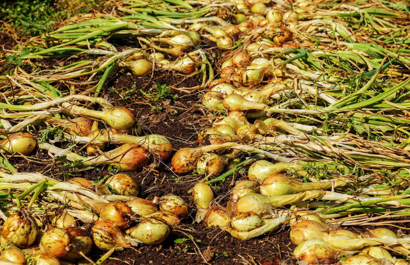 How to Store Onions, Garlic, & Shallots