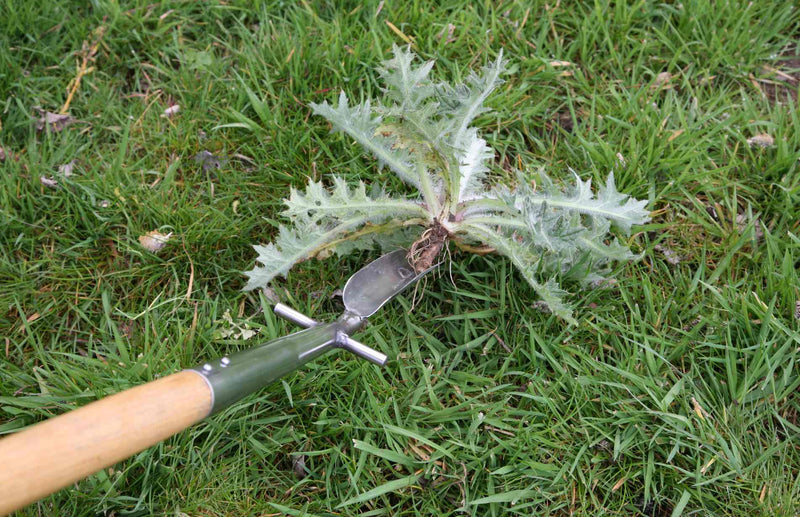 A Guide to Garden Weeds (and how to get rid of them!)